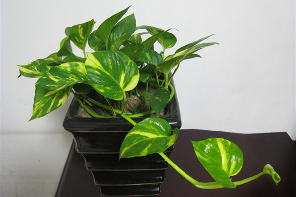 綠蘿的養(yǎng)殖方法和注意事項